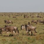 5 Days Tanzania Safari- Tarangire Np, Serengeti Np and Ngorongoro Crater - The Itinerary Breakdown: What You Can Expect
