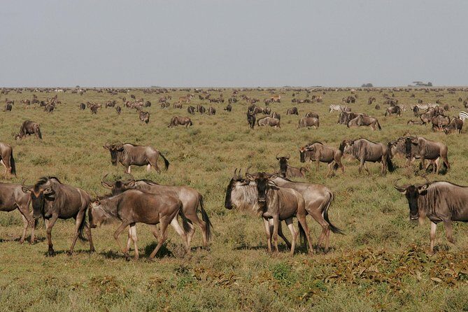 5 Days Tanzania Safari- Tarangire Np, Serengeti Np and Ngorongoro Crater - The Itinerary Breakdown: What You Can Expect