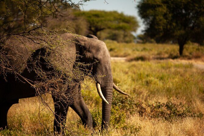 5 Days Tanzania Safaris Tarangire, Ngorongoro, and Serengeti. - The Experience: What We Love