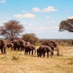 5 days Tanzania wilderness Camping tour. - Value & Pricing: Is It Worth It?