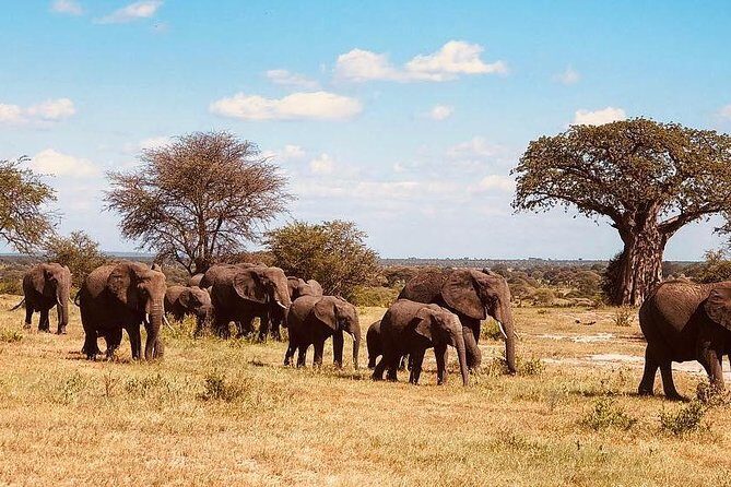 5 days Tanzania wilderness Camping tour. - Value & Pricing: Is It Worth It?