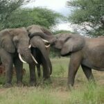 5 Days Tanzania's Wildlife Joint Safari. - Who Will Love This Tour?