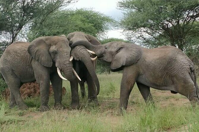5 Days Tanzania's Wildlife Joint Safari. - Who Will Love This Tour?