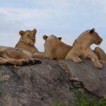 5 days Tarangire Serengeti and Ngorongoro Crater Tanzania - What We Think About the Experience