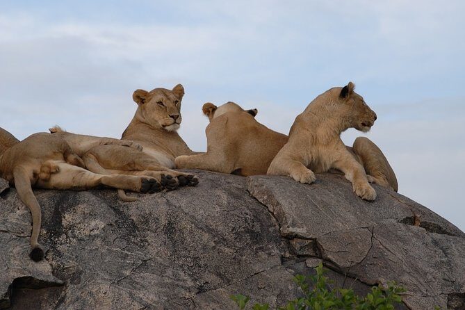 5 days Tarangire Serengeti and Ngorongoro Crater Tanzania - What We Think About the Experience