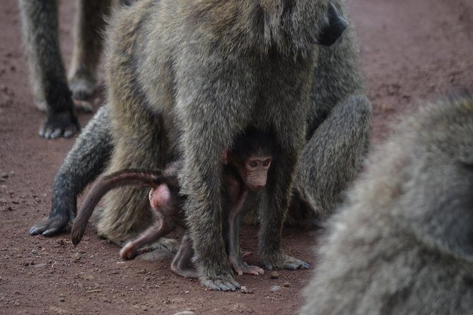 5 Days Tarangire ,Serengeti.Ngorongoro and Lake manyara - What Makes This Tour Stand Out?