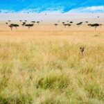 5-days Tarangire-Serengeti-Ngorongoro Safari - The Safari Experience Breakdown