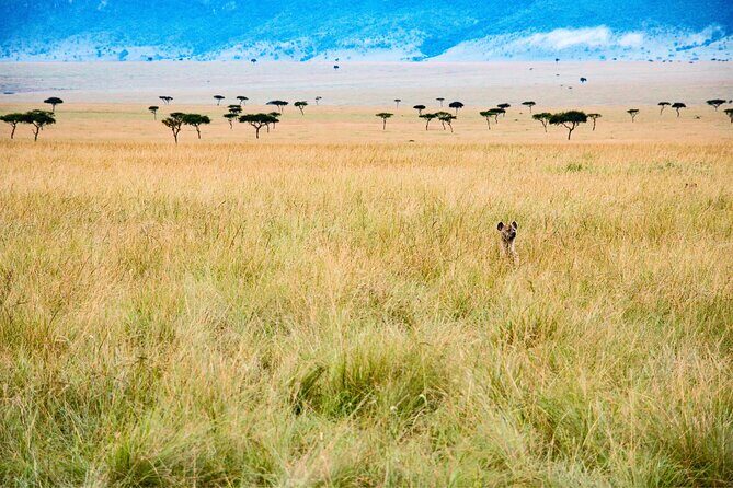 5-days Tarangire-Serengeti-Ngorongoro Safari - The Safari Experience Breakdown