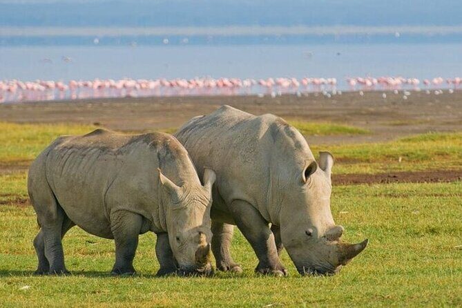 5 Days Tour at East Africa Safari Lake Nakuru and Lake Naivasha - Final Thoughts