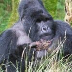 5 Days Uganda Gorilla, Chimpanzee and Wildlife Safari - Comprehensive Review of the 5-Day Uganda Safari