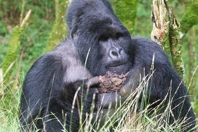 5 Days Uganda Gorilla, Chimpanzee and Wildlife Safari - Comprehensive Review of the 5-Day Uganda Safari