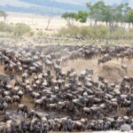 5 Days Uganda Gorillas and Masai Mara Comfort Wildlife Safari - A Closer Look at the Itinerary