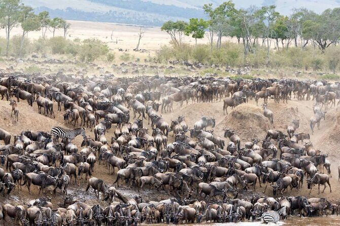 5 Days Uganda Gorillas and Masai Mara Comfort Wildlife Safari - A Closer Look at the Itinerary