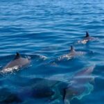 5 island tour all inclusive with Ile aux cerfs and snorkeling - What Travelers Love About This Tour