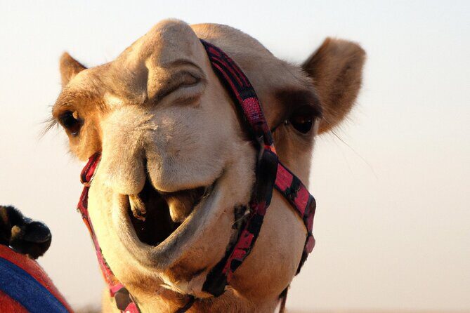 57 Heritage Safari with Dune Buggy - Dinner and Cultural Entertainment at 57 Safari Camp