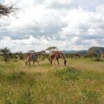 5Days Family _Group Tour Lodging Mid-Range in the Jungle - First Day: Lake Manyara’s Unique Landscape and Wildlife