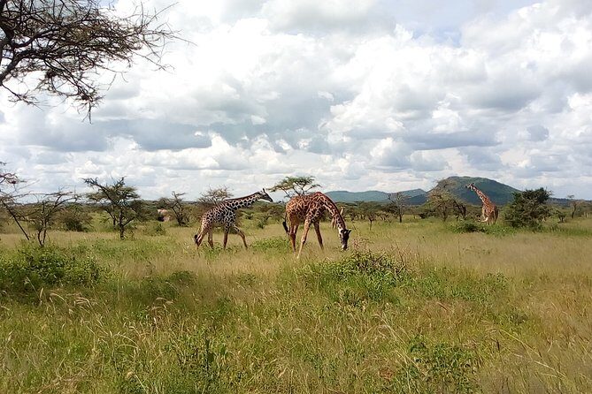 5Days Family _Group Tour Lodging Mid-Range in the Jungle - First Day: Lake Manyara’s Unique Landscape and Wildlife
