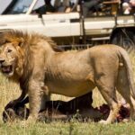 5Days Tanzania Camping Safari to Lake Manyara Serengeti And Ngorongoro Crater from Arusha - What to Expect in Terms of Price and Value
