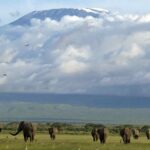 5days Tour Tsavo East & west, Amboseli from Mombasa / Nairobi - Price and Value Analysis