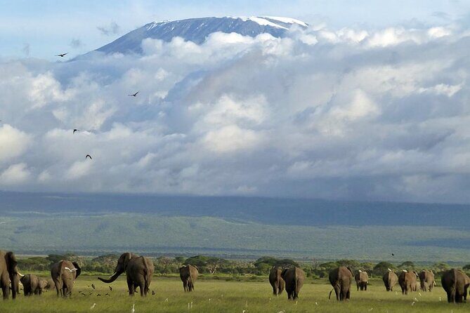 5days Tour Tsavo East & west, Amboseli from Mombasa / Nairobi - Price and Value Analysis