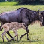 6- Day Adventure Lodge safari to see Migration - Detailed Breakdown of the Itinerary
