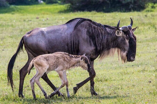 6- Day Adventure Lodge safari to see Migration - Detailed Breakdown of the Itinerary