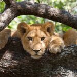6 Day: Epic Northern Safari - What Sets This Safari Apart?