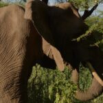 6-Day Essence of Serengeti & Ngorongoro Migration Safari - The Itinerary: A Day-by-Day Breakdown
