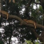 6 Day Gorilla tracking and Wildlife Safari - Final Thoughts