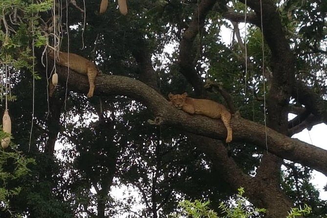 6 Day Gorilla tracking and Wildlife Safari - Final Thoughts