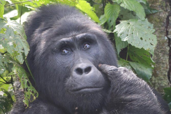6 Day Gorillas, Golden Monkeys and Chimp Trek at Kibale - An In-Depth Look at the Tour