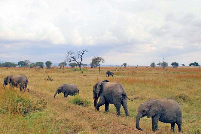 6-Day Kenya and Tanzania safari - The Value of this Safari