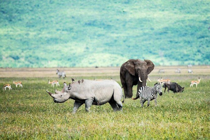 6-Day Luxury Tanzania Premium Safari - What Could Be Better?
