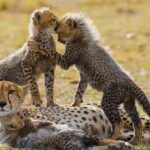 6 Day Maasai Mara, Lake Nakuru, Amboseli National Park - Day 3: Lake Nakuru National Park – The Flamingo Haven