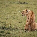 6-Day Maasai Mara, Lake Nakuru and Amboseli Safari - Why This Tour Offers Great Value