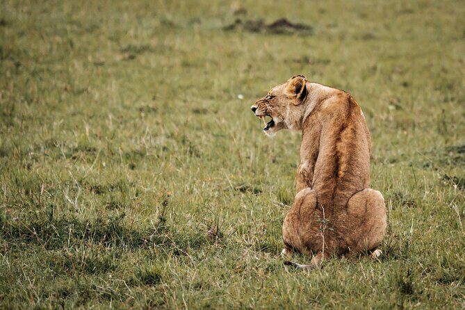 6-Day Maasai Mara, Lake Nakuru and Amboseli Safari - Why This Tour Offers Great Value