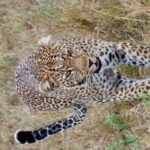 6-Day Maasai Mara Reserve, Lake Naivasha, Amboseli National Park - Real-World Insights from Traveler Reviews