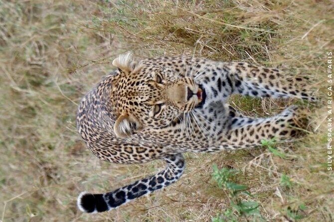 6-Day Maasai Mara Reserve, Lake Naivasha, Amboseli National Park - Real-World Insights from Traveler Reviews
