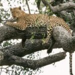 6-Day Murchison Falls and Kidepo NP Wildlife Safari - An In-Depth Look at the 6-Day Uganda Safari
