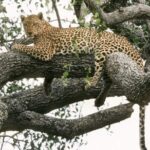 6-Day Murchison Falls, Chimp Trekking and Big Game Combo - Review of the 6-Day Murchison Falls, Chimp Trekking and Big Game Combo