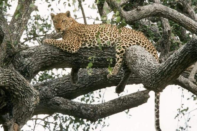 6-Day Murchison Falls, Chimp Trekking and Big Game Combo - Review of the 6-Day Murchison Falls, Chimp Trekking and Big Game Combo