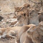 6-day Private Camping Safari Tour from Kilimanjaro Airport - The Real Value of This Tour