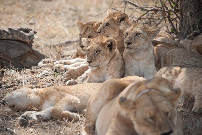 6-day Private Camping Safari Tour from Kilimanjaro Airport - The Real Value of This Tour
