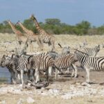 6 Day Private Guided Accommodated Namibian Loop - FAQs