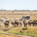 6-Day Private Landcruiser Safari to Masai Mara, Nakuru & Amboseli - Guides & Service: The Heart of the Experience