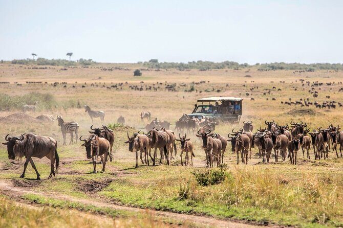 6-Day Private Landcruiser Safari to Masai Mara, Nakuru & Amboseli - Guides & Service: The Heart of the Experience