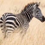 6-Day Private midrange Tour in Arusha with Airport Pickup - Considerations Before Booking