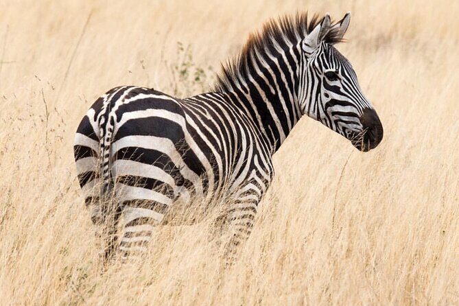 6-Day Private midrange Tour in Arusha with Airport Pickup - Considerations Before Booking
