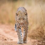 6-Day Private Safari in Northern Tanzania from Arusha - Value for Money