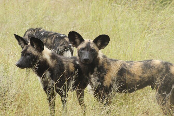 6-Day Private South to North Kruger National Park Tour - The Value of This Tour